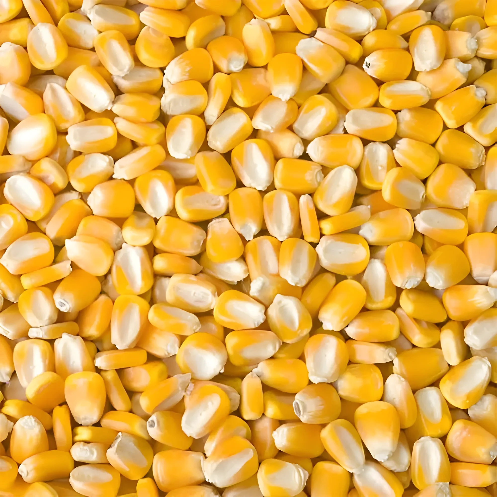 Milho Amarelo Não-OGM