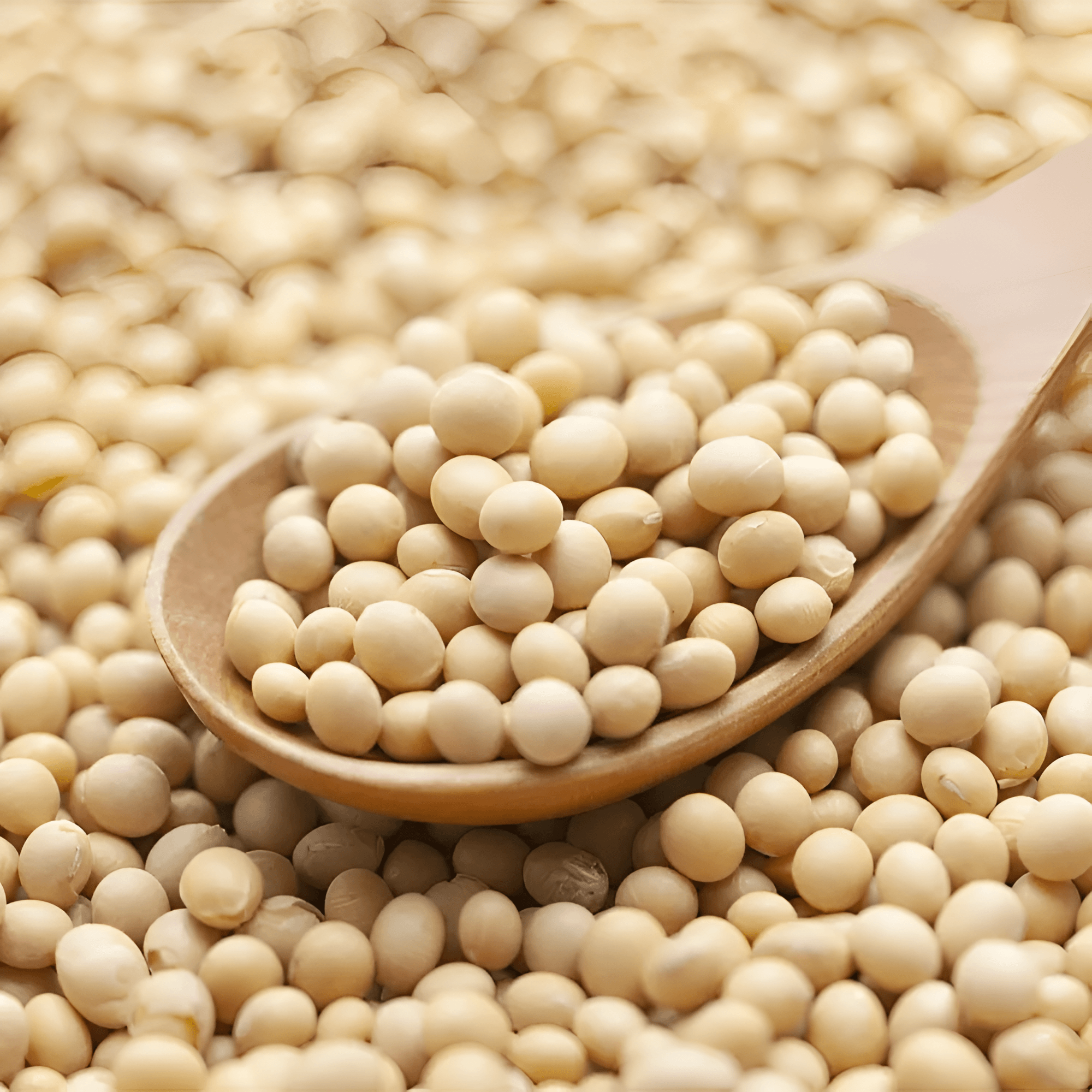 GMO Soybeans