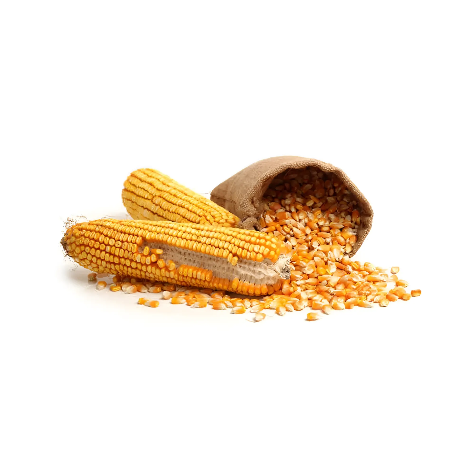 NON-GMO Yellow Animal Corn