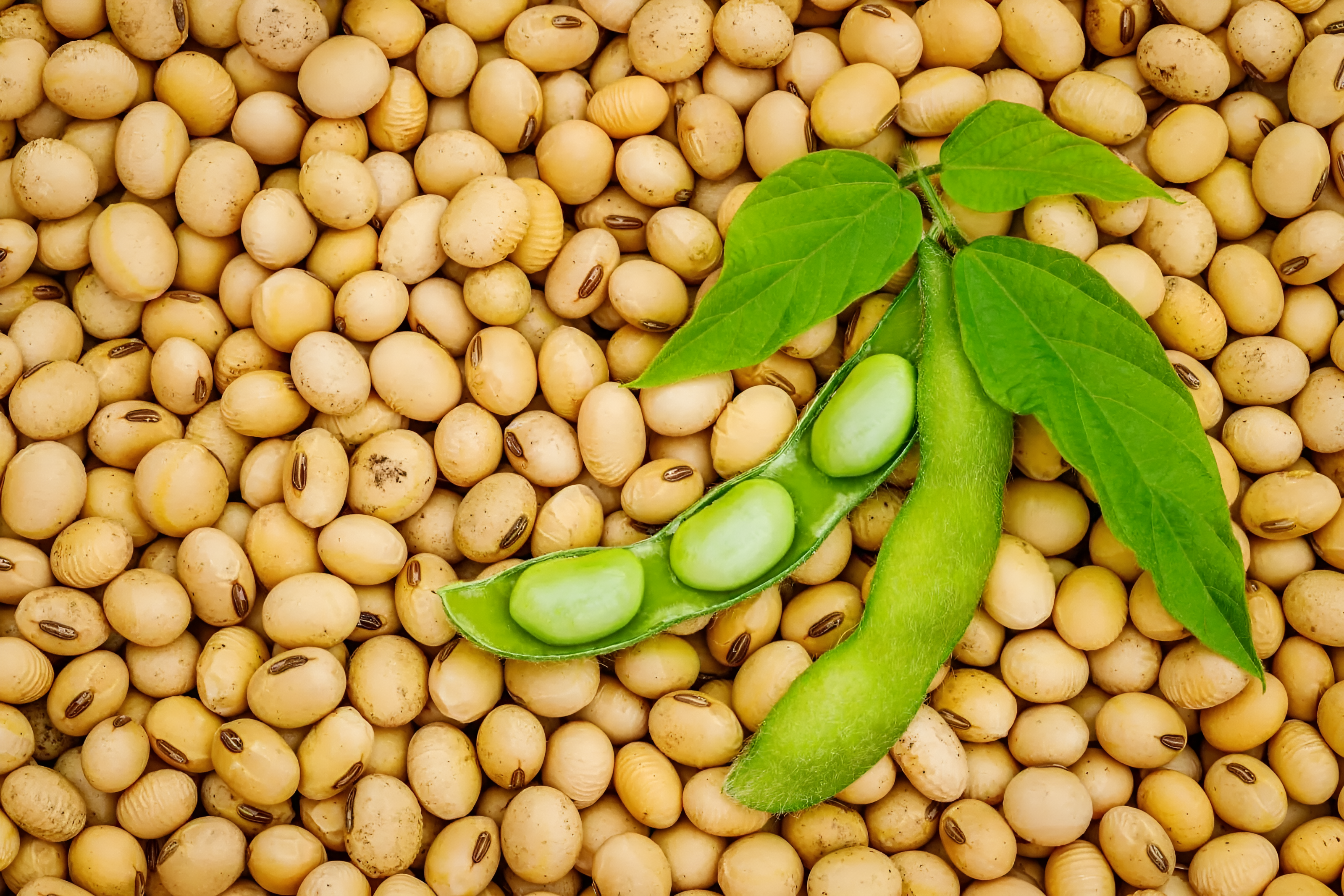 Soja não transgênica grau alimentício, identidade preservada e sortex, para exportação | France AJ Alimentaire And Food LTDA