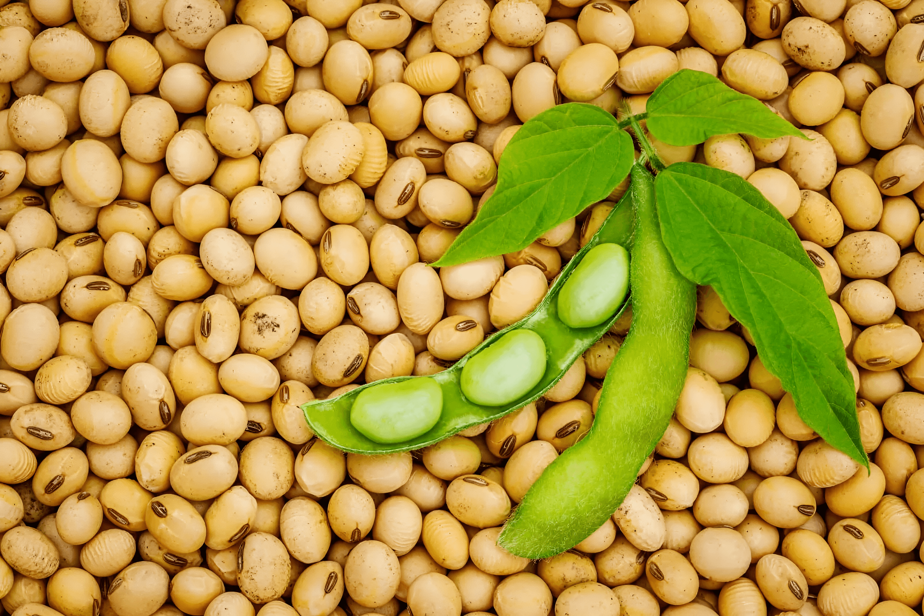 Non-GMO Soybeans