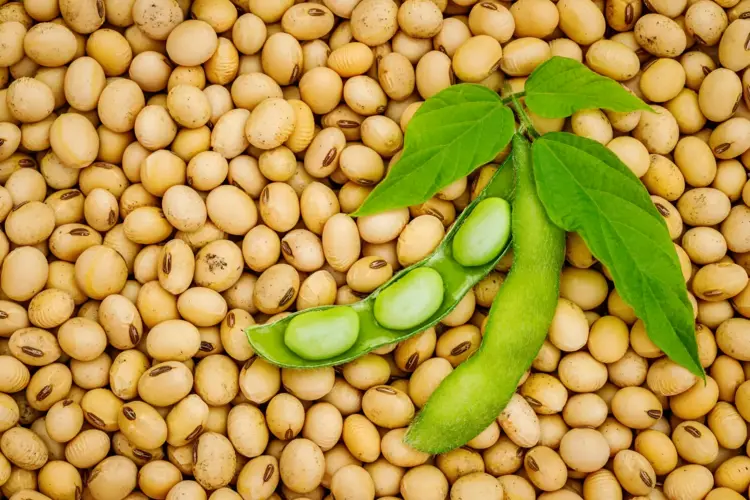 View details of Non-GMO Soybeans Non-GMO Soybeans wholesale export - bulk grain | France AJ Alimentaire And Food LTDA